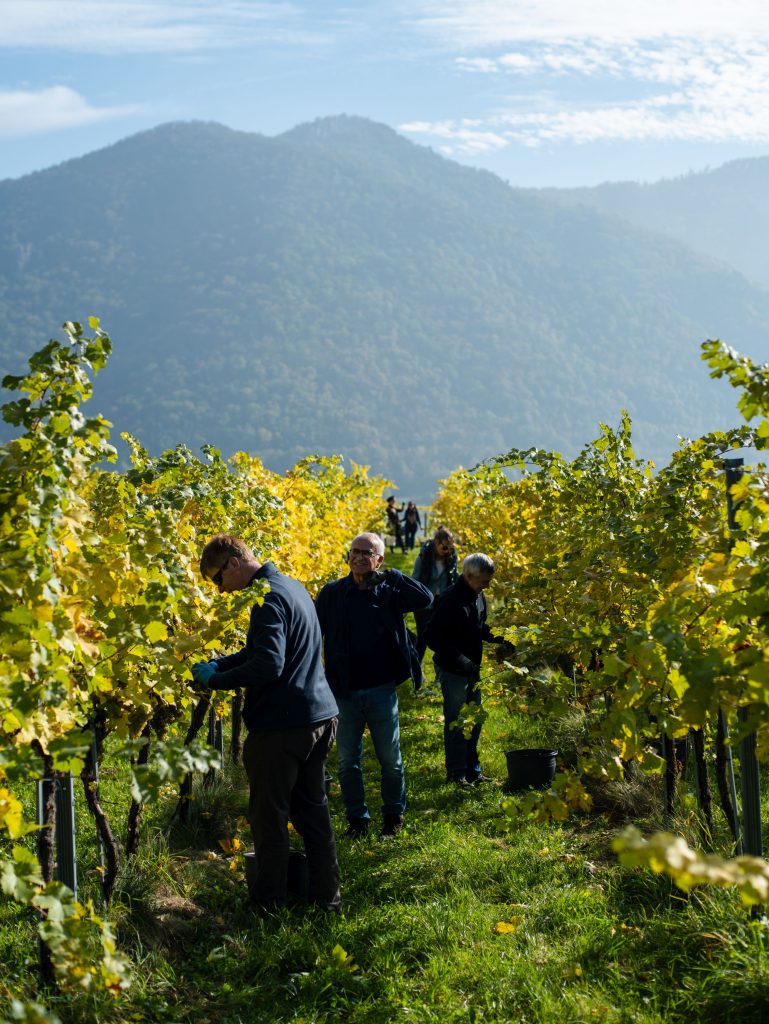 Wachau Landscape autumn wineyards with people